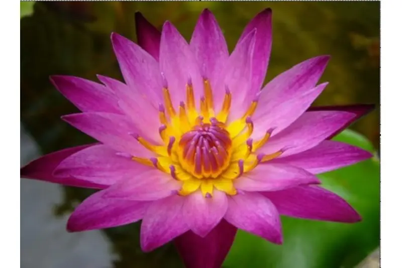 Nénuphar rouge, Nymphaea dang ma miew