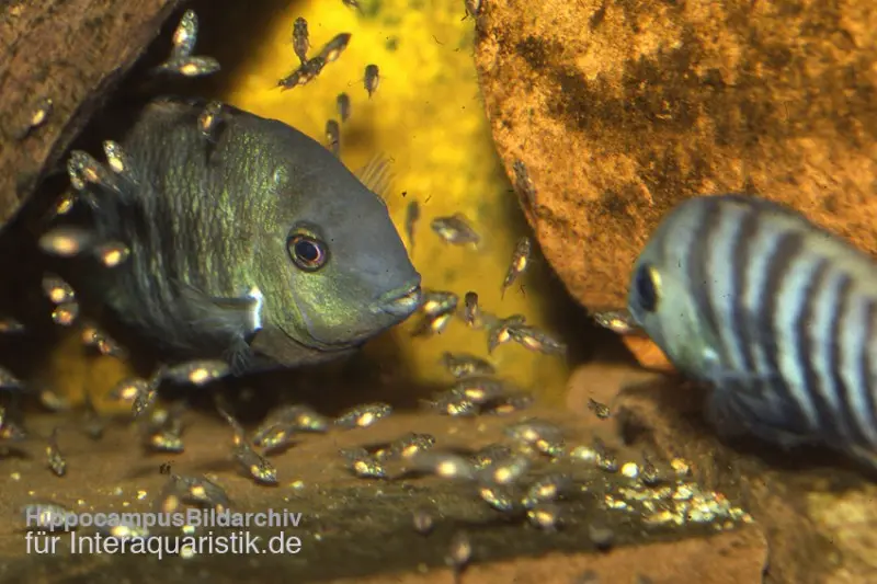 Cichlidé aux yeux bleus, Cryptoheros spilurus