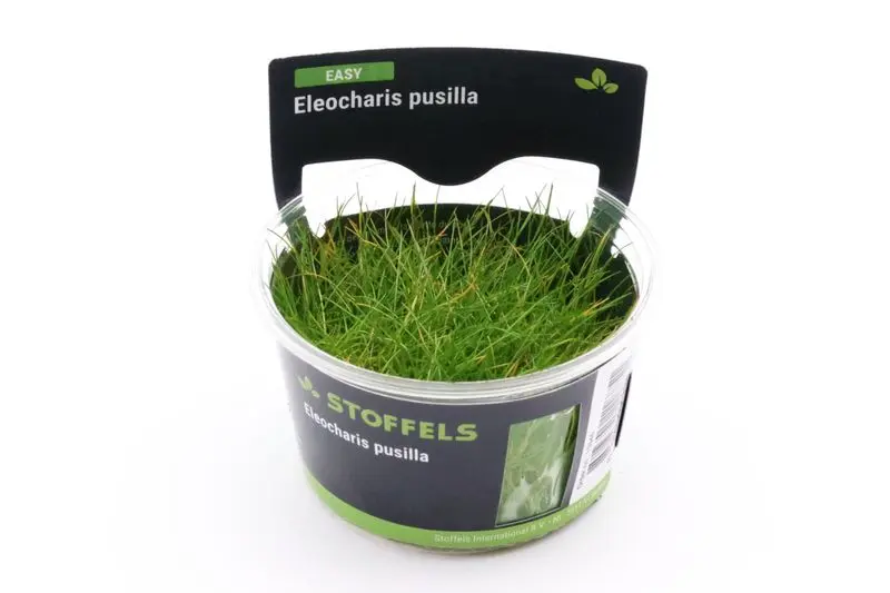 Mini-éléocharis, Eleocharis pusilla « Mini », In Vitro