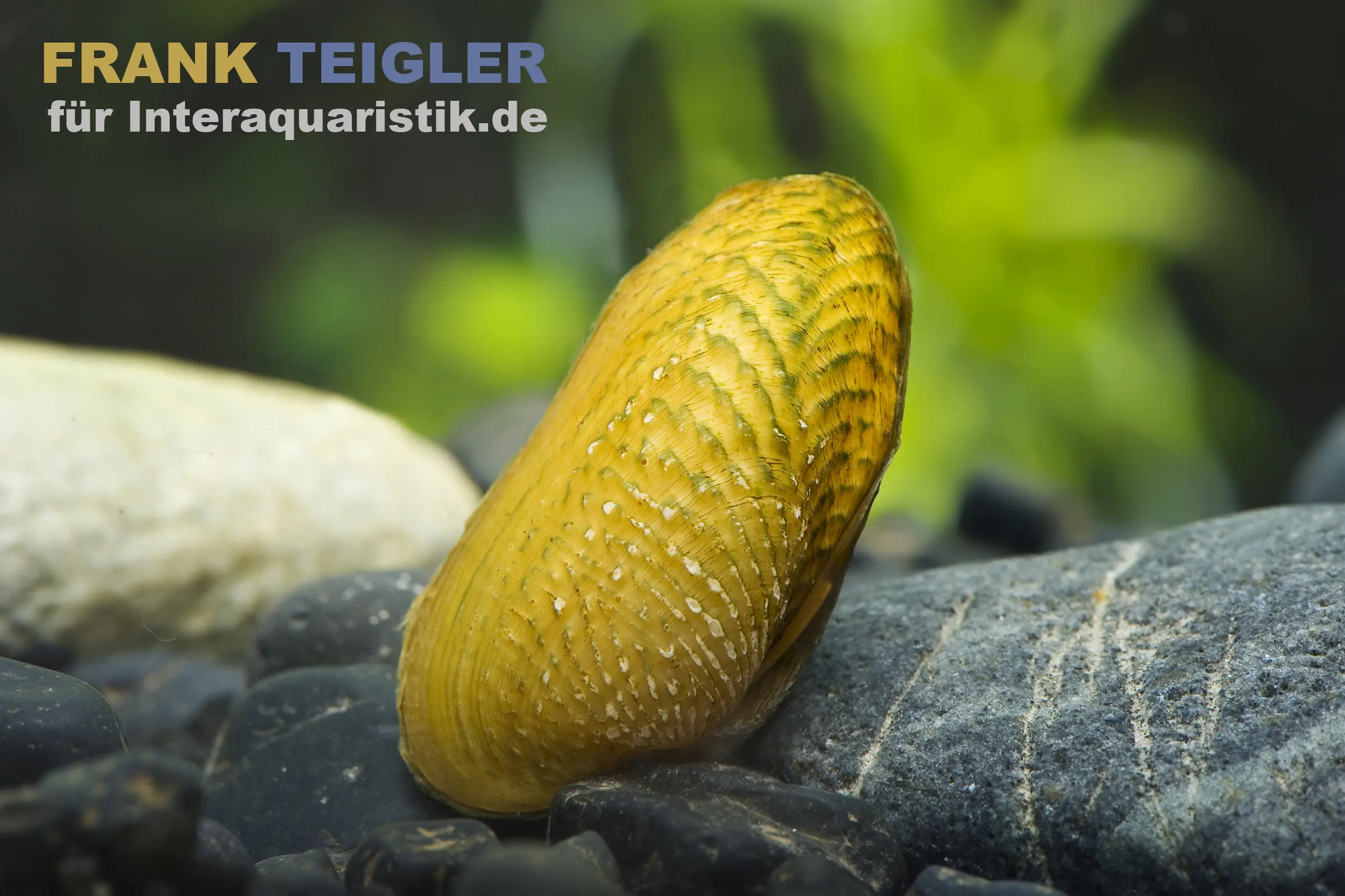 Moule d’ornement, Scabies crispata