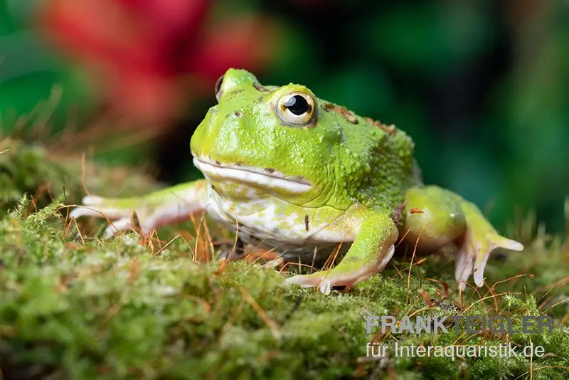 Grenouille Pacman Matcha, Ceratophrys cranwelli « Matcha »