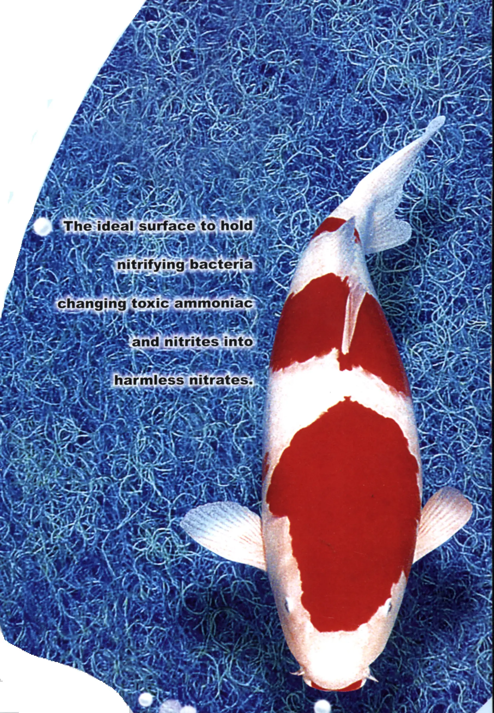 Vogelperspektive eines rot-weißen Koi auf faseriger blauer Filtermatte; im Hintergrund englischer Text zur Eignung der Oberfläche für nitrifizierende Bakterien (Umwandlung von Ammoniak/Nitriten zu Nitraten).