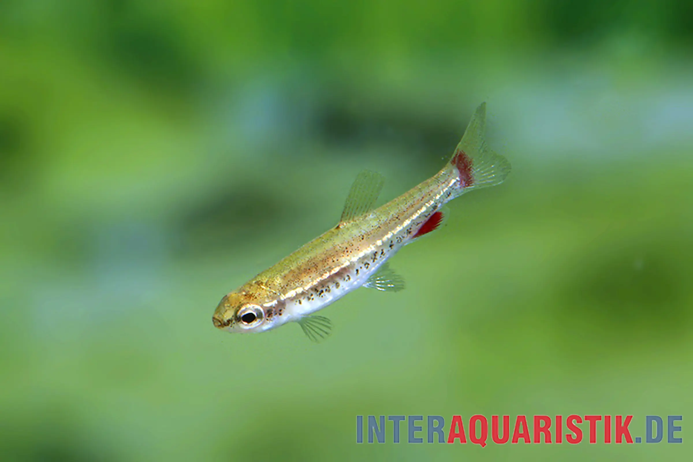 Poisson-crayon nain d’Anduze, Nannostomus anduzei