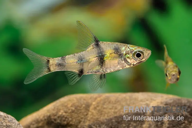 Barbus nain doré, Pethia aurea (mini-poisson)