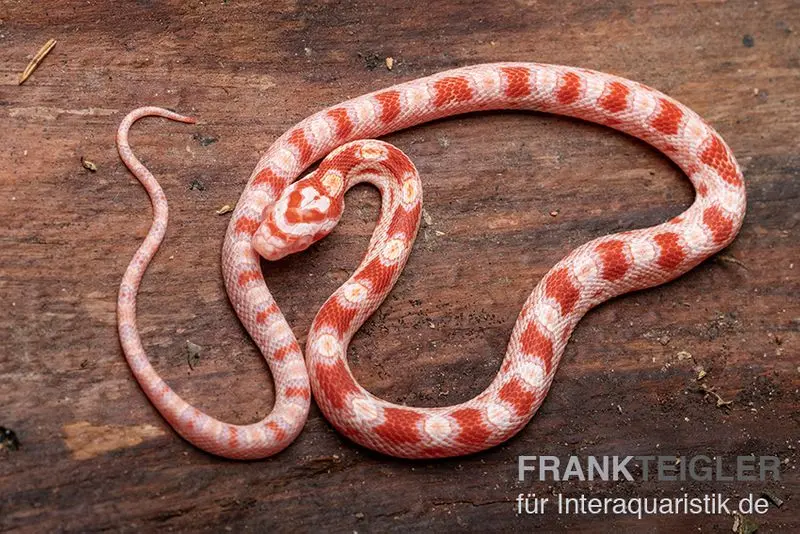Serpent des blés, Pantherophis guttatus AMEL