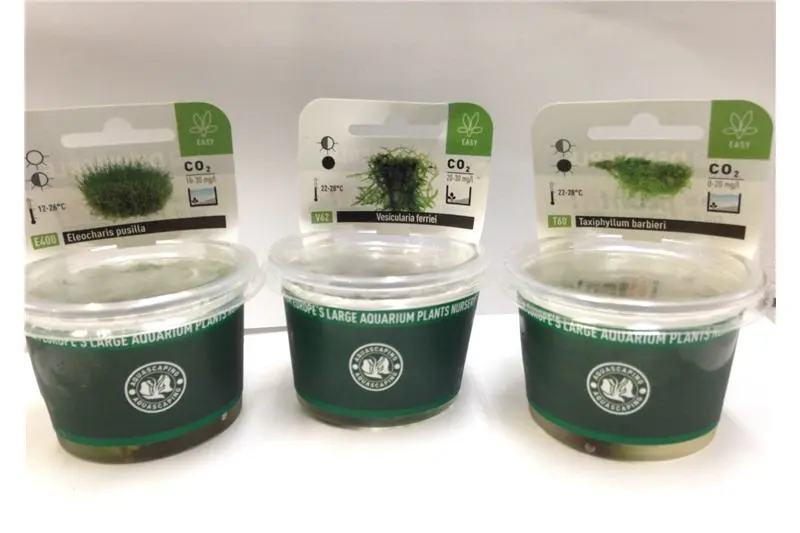 Assortiment de plantes couvre-sol + mousses, In Vitro, 6 portions