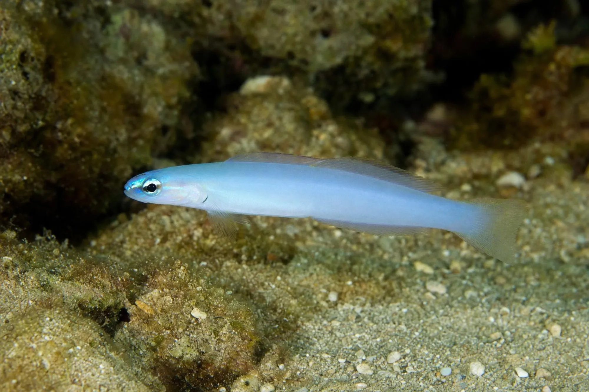 Blaukopf-Torpedogrundel, Ptereleotris microlepis