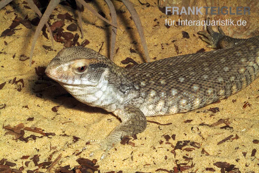 Varan des steppes, Varanus exanthematicus