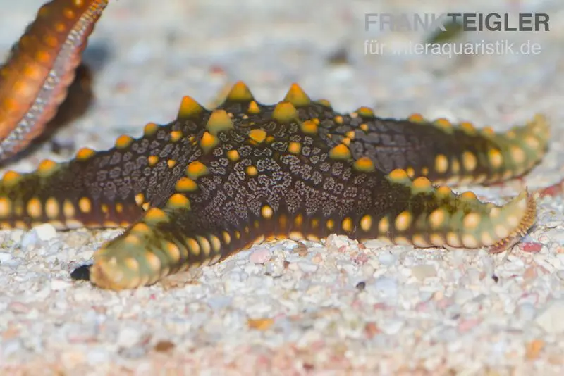 Étoile de mer à bosses verte, Pentaceraster mammillatus