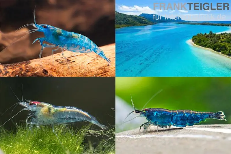 Lot : Set de crevettes naines « Lagune bleue », 5 x crevettes Blue Jelly + 5 x crevettes Blue Dream + 5 x crevettes Blue Diamond