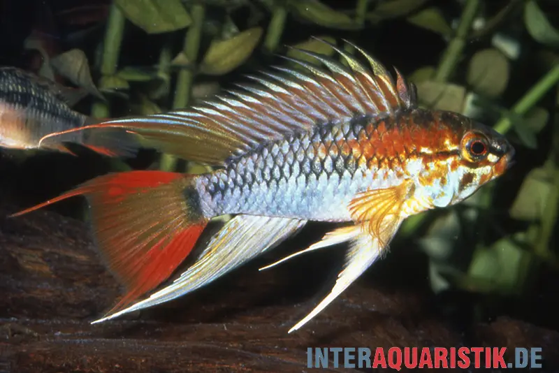 Cichlidé nain à gorge noire, Apistogramma viejita, par couple