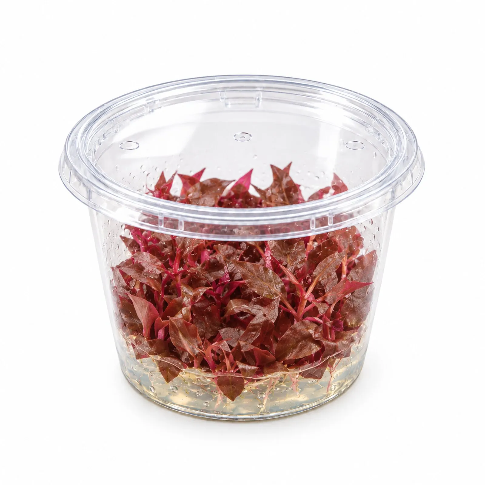 Alternanthéra lilas, Alternanthera reineckii « Lila », In Vitro