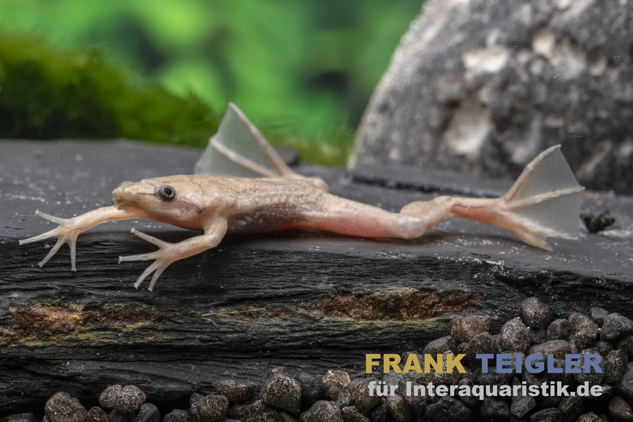 Crapaud pipidé nain, Pipa carvalhoi, rareté