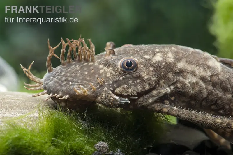 Ancistrus brun XL, Ancistrus sp.