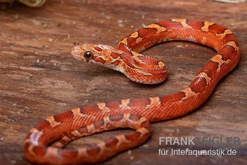 Serpent des blés, Pantherophis guttatus BLOOD