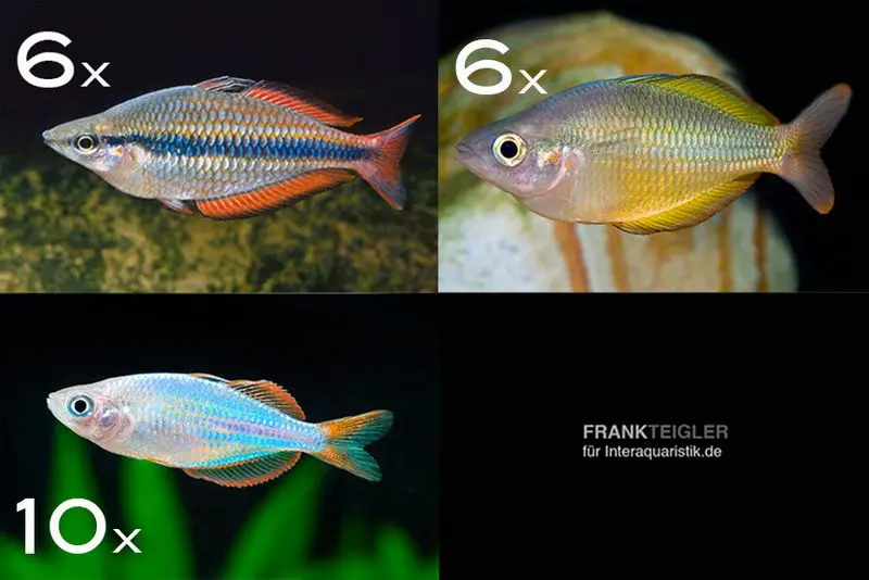 Assortiment de poissons d’ornement arc-en-ciel pour 120 cm