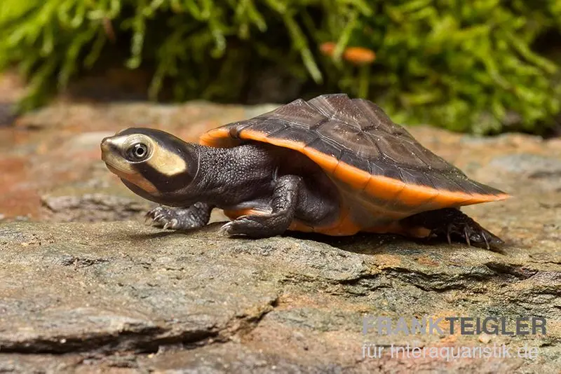 Tortue à tête pointue à ventre rouge, Emydura subglobosa 