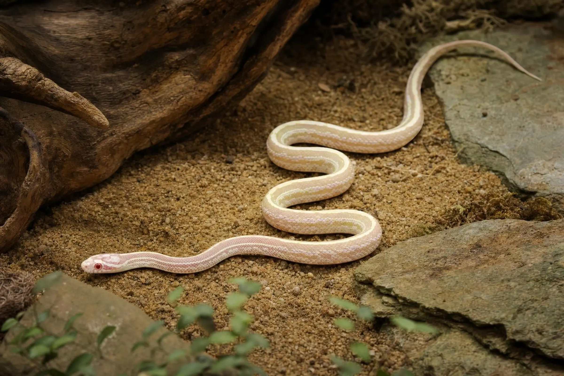 Serpent des blés « Xanthique Snow Tessera », Pantherophis guttatus