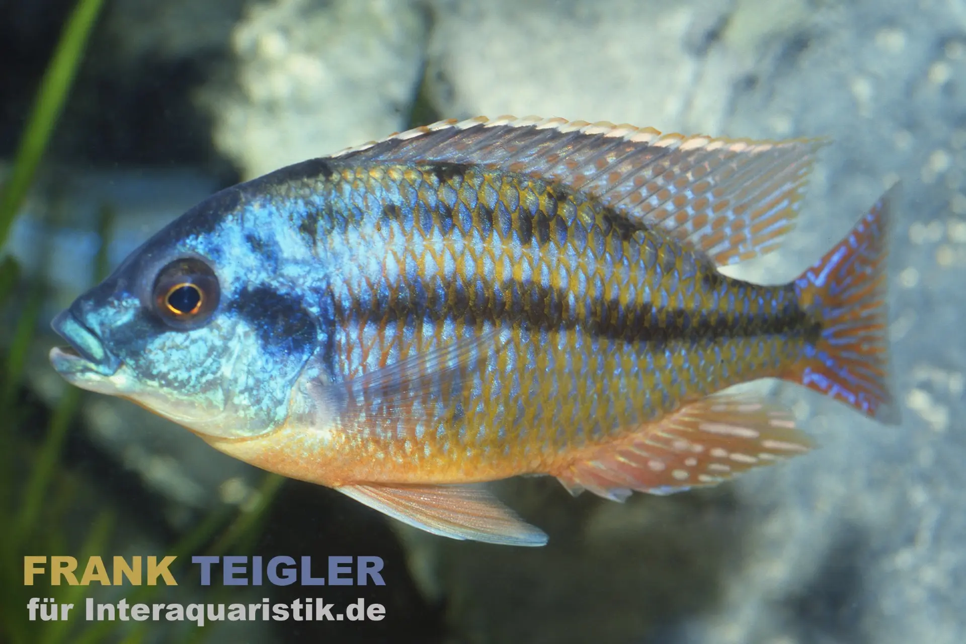 Protomelas taeniolatus boadzulu « Red Empress »