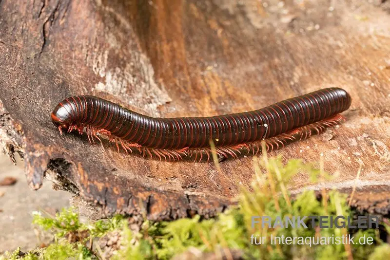 Mille-pattes américain, Narceus americanus
