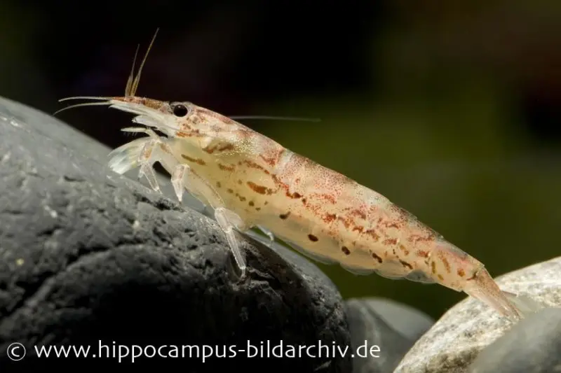 Crevette filtreuse naine, Atyoida pilipes