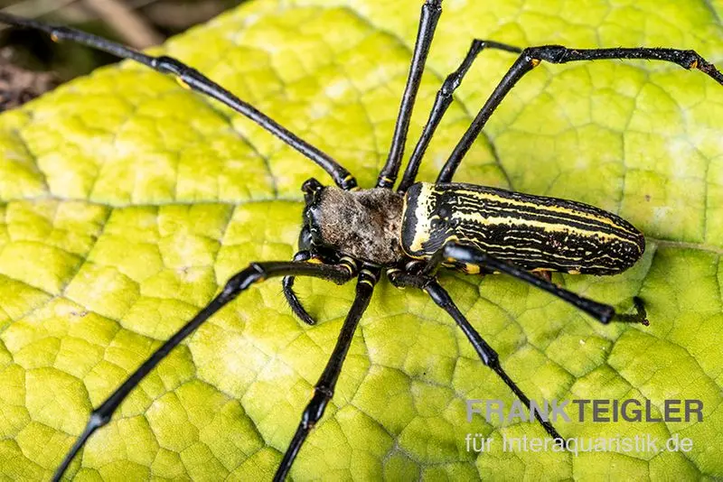 Araignée à toile d’or géante, Nephila maculata