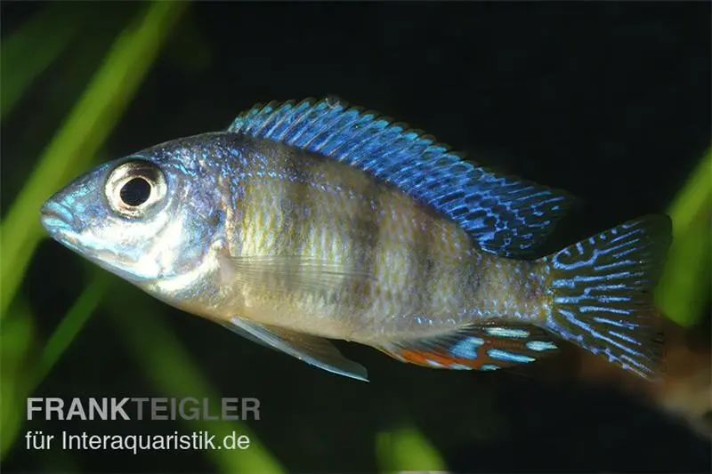 Incubateur buccal fenêtré, Protomelas fenestratus