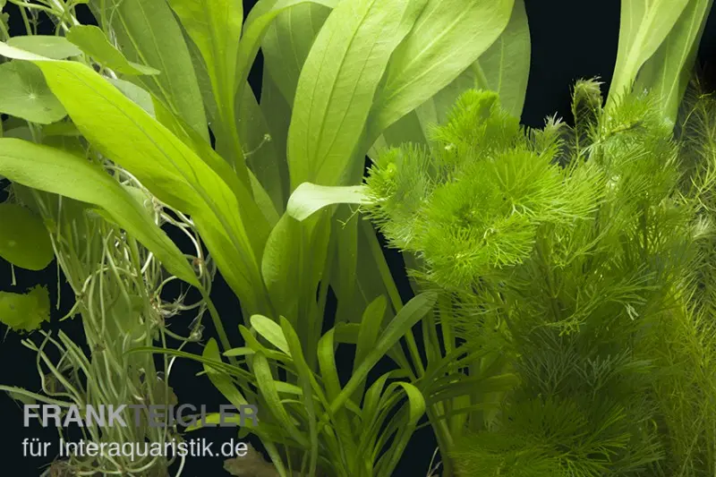 Assortiment de plantes d’aquarium « Amazonas » pour aquarium de 60 cm, set de plantes d’aquarium