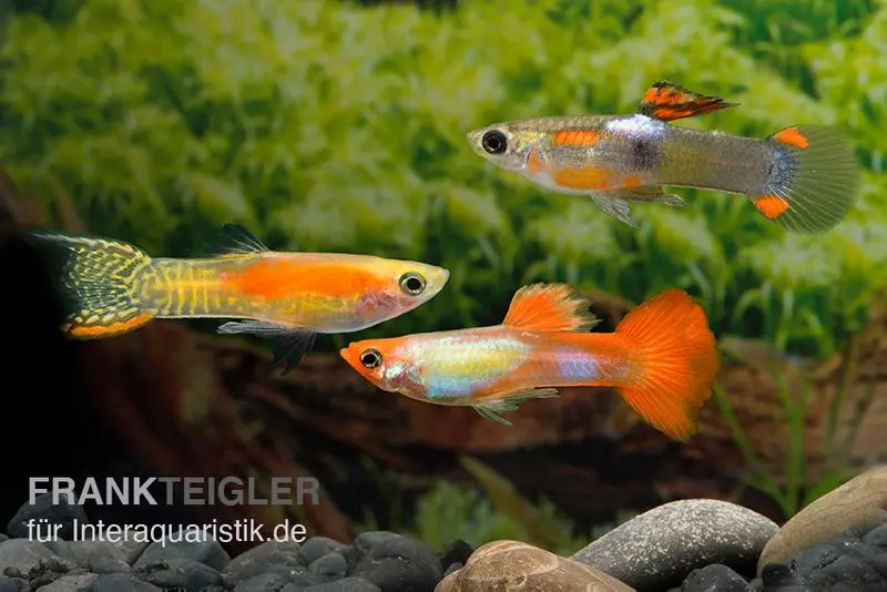 Guppy Endler mâle, mix de couleurs, Poecilia wingei