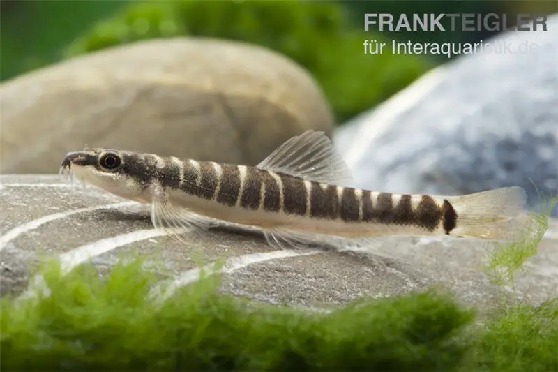 Loche de Savona, Schistura savona (Nemacheilus savona)