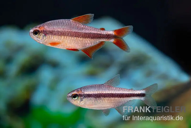 Tétra Red Devil, Hyphessobrycon piranga Red Devil (mini-poisson)