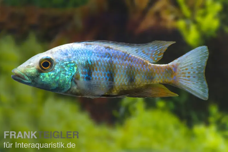 Sandtaucher, Fossorochromis rostratum, NC, 10-12 cm