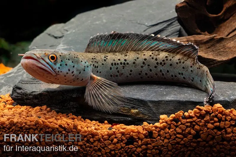 Tête-de-serpent True Blue, Channa bipuli « True Blue Snakehead »