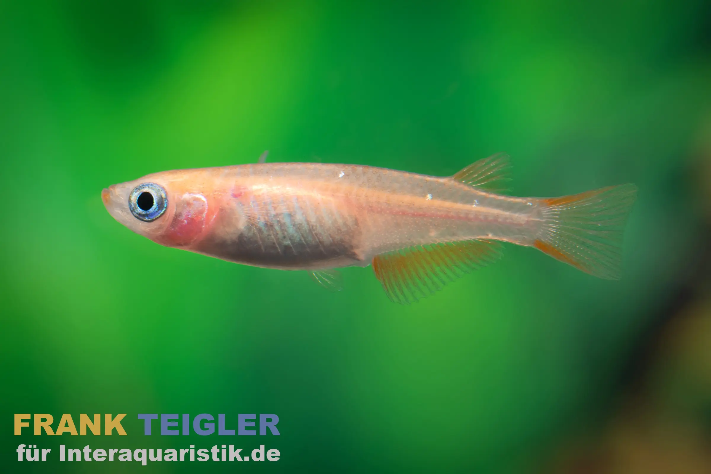 Medaka Orange Cuivré, Oryzias latipes Orange Rame