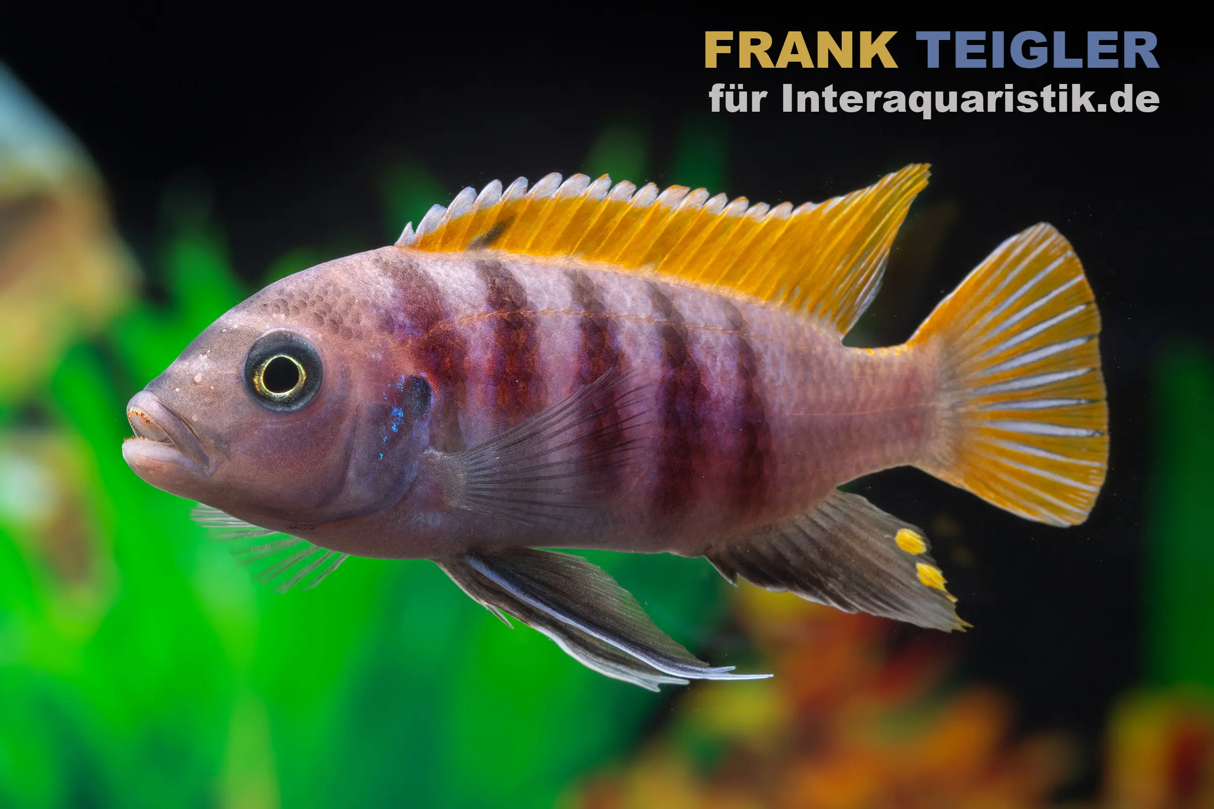 Nahaufnahme eines farbigen Buntbarschs im Aquarium