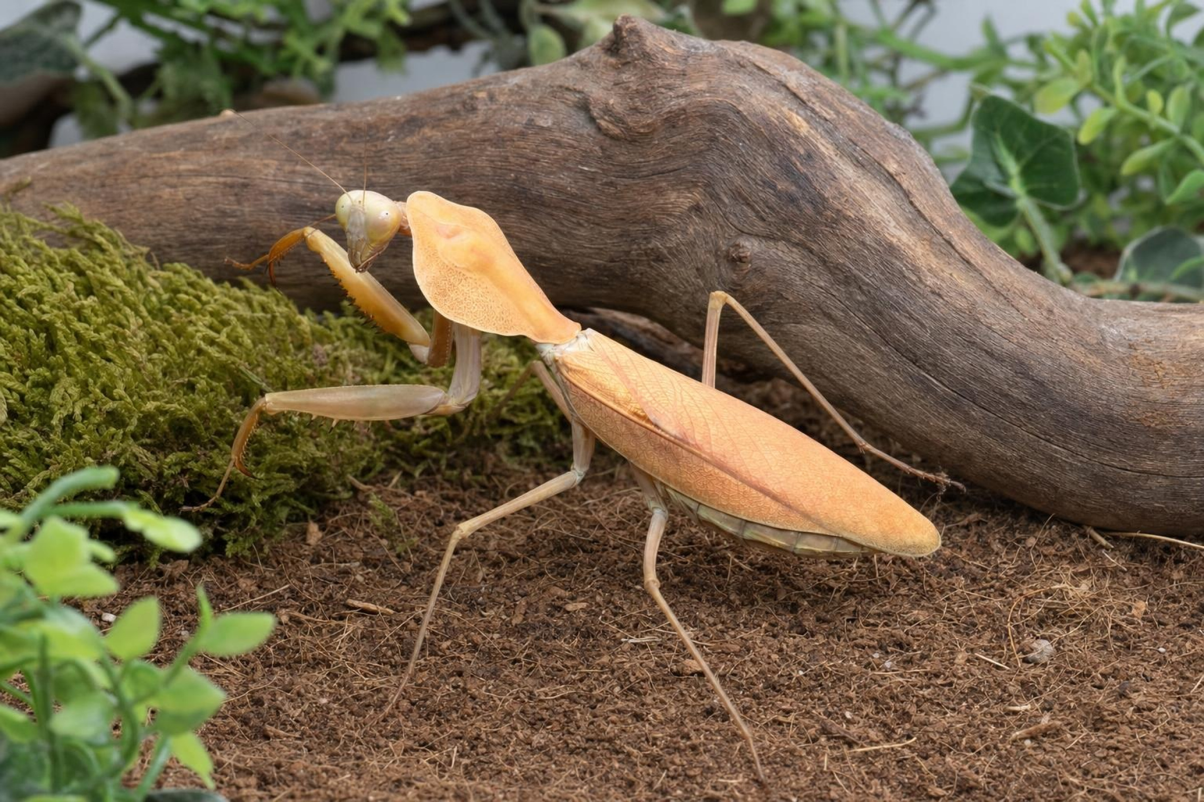 Mante religieuse bouclier de Timor, Rhombodera kirbyi