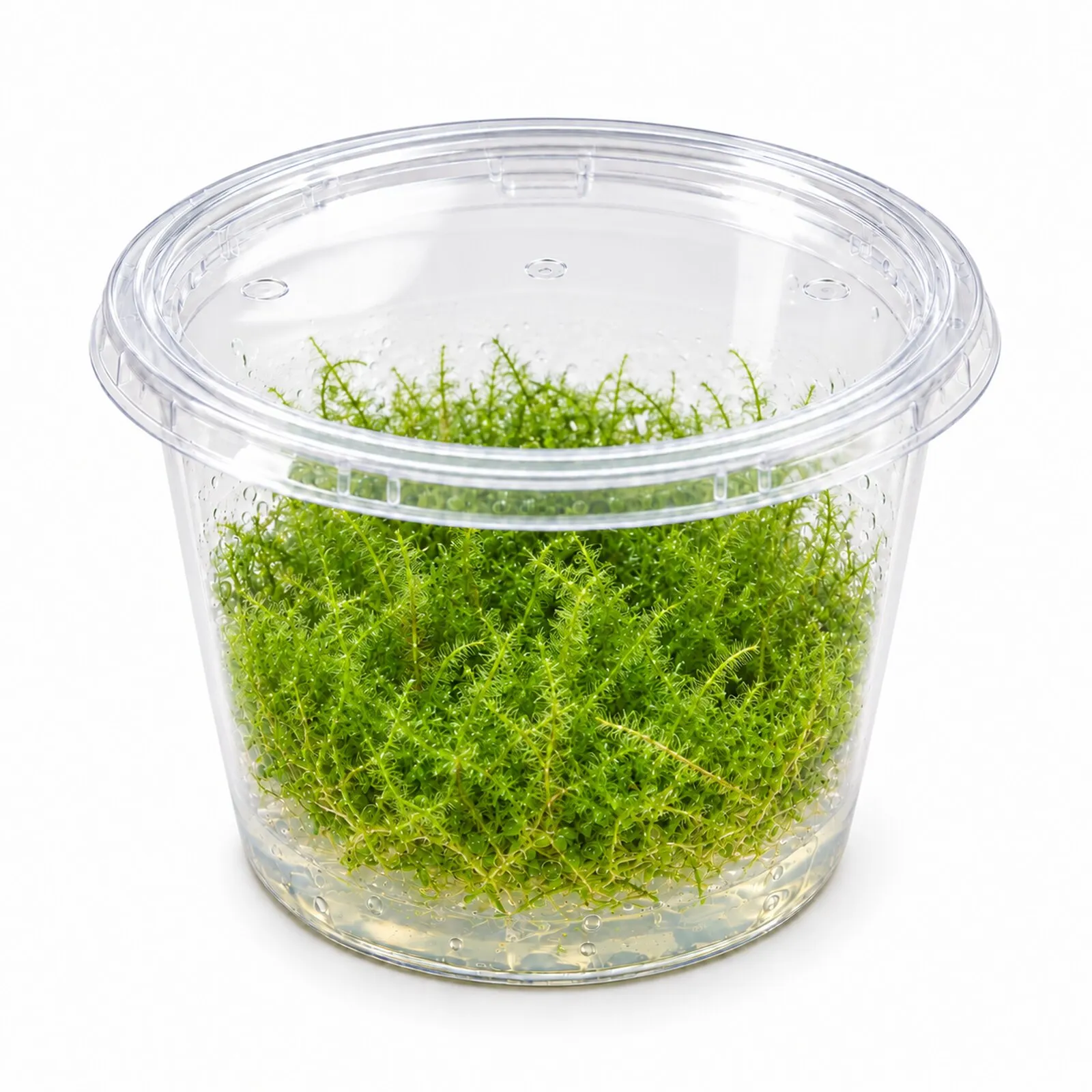 Mousse rampante, Amblystegium serpens, in vitro