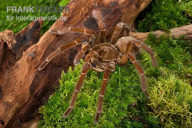 Mygale Goliath, Theraphosa stirmi