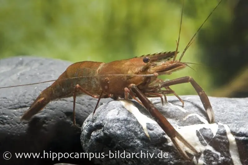 Crevette chocolat, Macrobrachium dayanum (crevette à grands bras), DNZ (élevage allemand)
