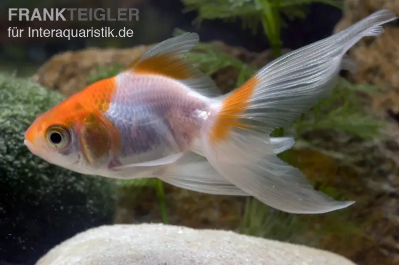 Queue-de-voile rouge-blanc, Carassius auratus, 5-8 cm (eau froide)