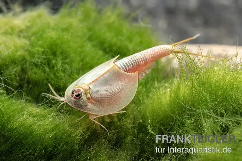 Triops longicaudatus, kit avec 50 œufs