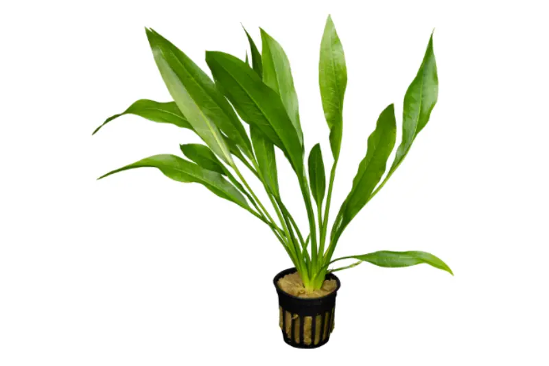 Plante d’Amazonie noire, Echinodorus parviflorus, en pot (déréférencée)