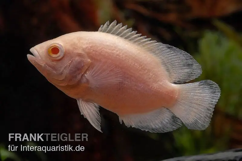 Oscar albinos, cichlidé ocellé, Astronotus ocellatus