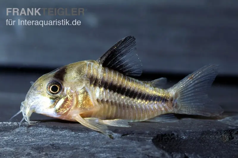 Corydoras d’Axelrod, Corydoras axelrodi