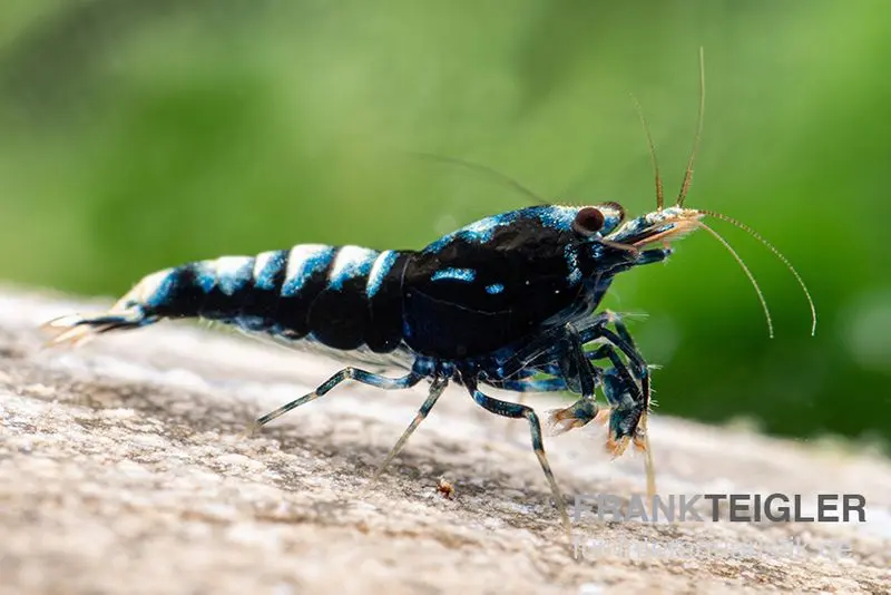 Crevette Black Zebra Pinto, Caridina spec. (Taiwan Bee)