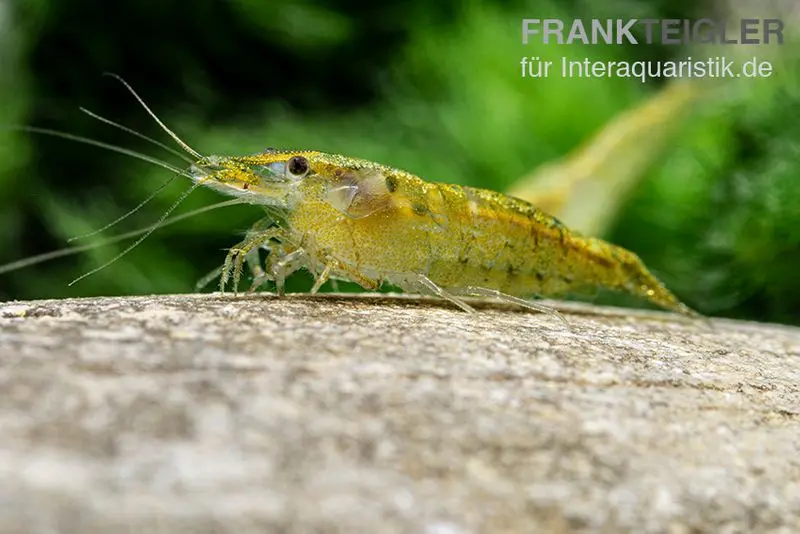 Crevette Green Fire, Neocaridina davidi « Green Fire »