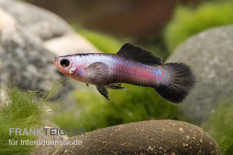 Guppy Endler Panda, Poecilia wingei « Panda », élevage allemand, vendu par paire