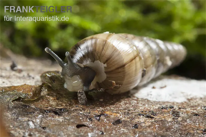 Escargot trompette, Subulina sp. Nigeria