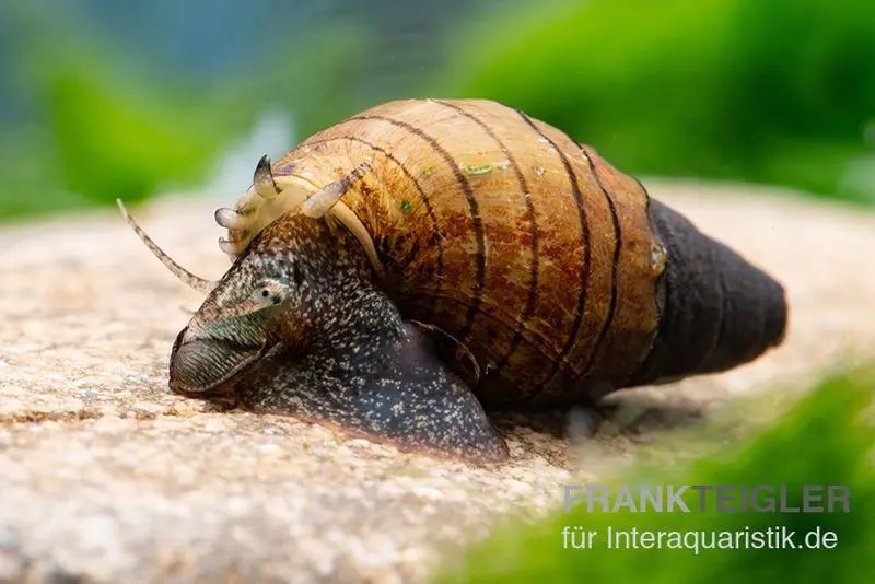 Escargot mélanoïde à pied rouge, Tarebia lineata (escargot mélanoïde épineux)