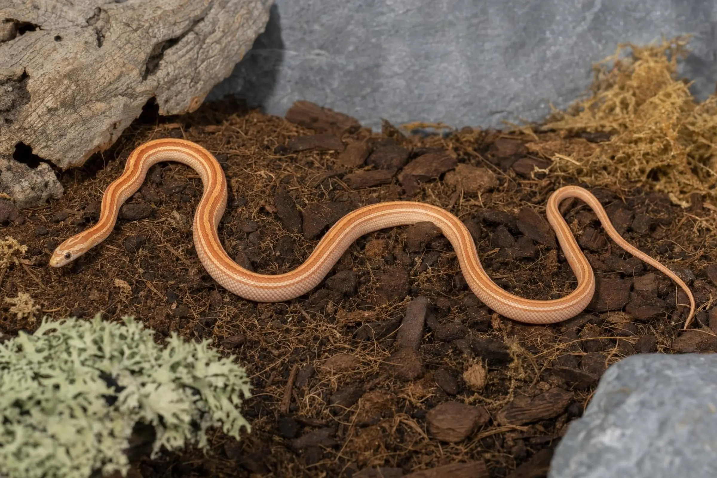 Serpent des blés « Ultramel Striped », Pantherophis guttatus